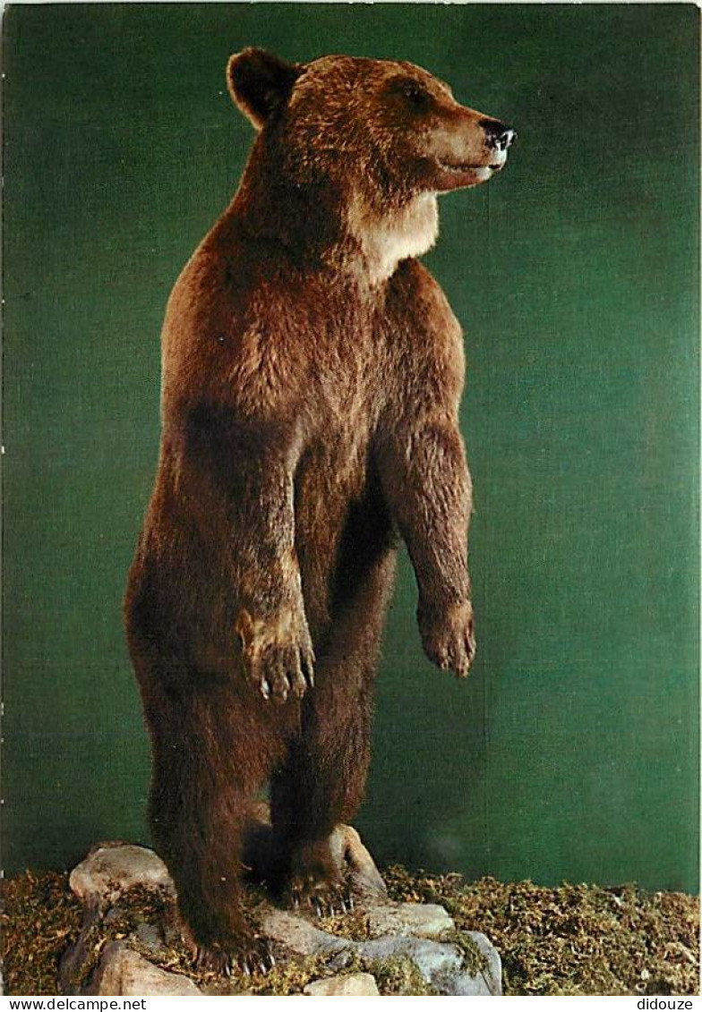 Animaux - Ours - Museo Civico Di Storia Naturale Milano - Orso Bruno - Bear - CPM - Voir Scans Recto-Verso - Bären