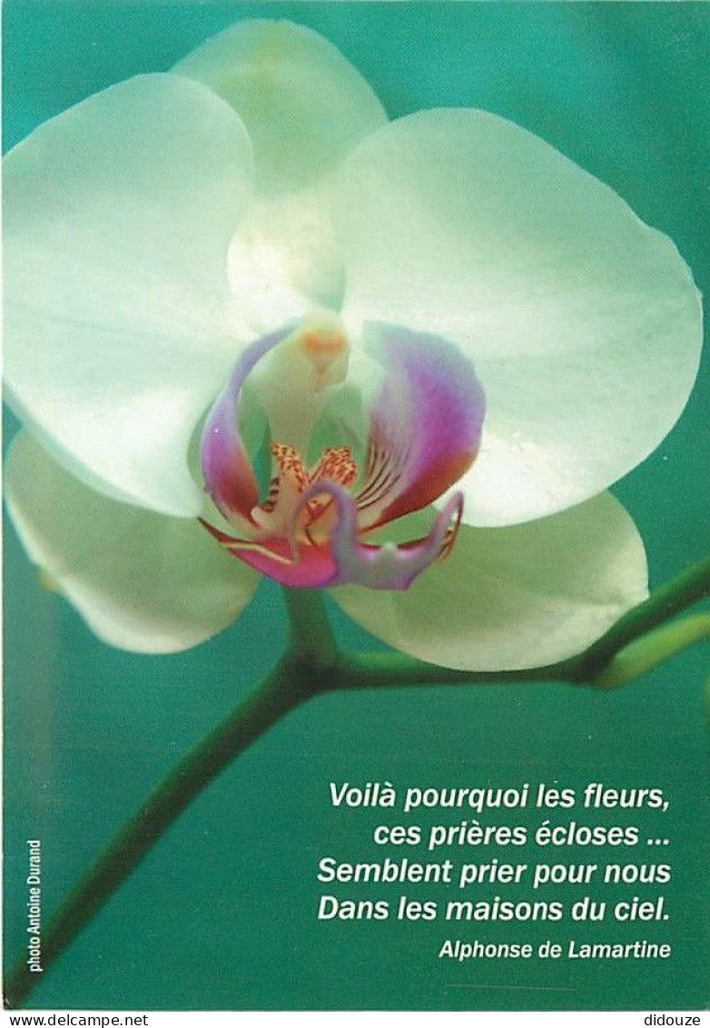 Fleurs - CPM - Voir Scans Recto-Verso - Blumen