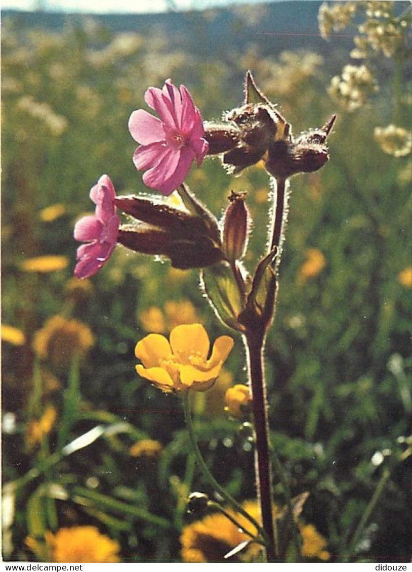 Fleurs - CPM - Voir Scans Recto-Verso - Fleurs