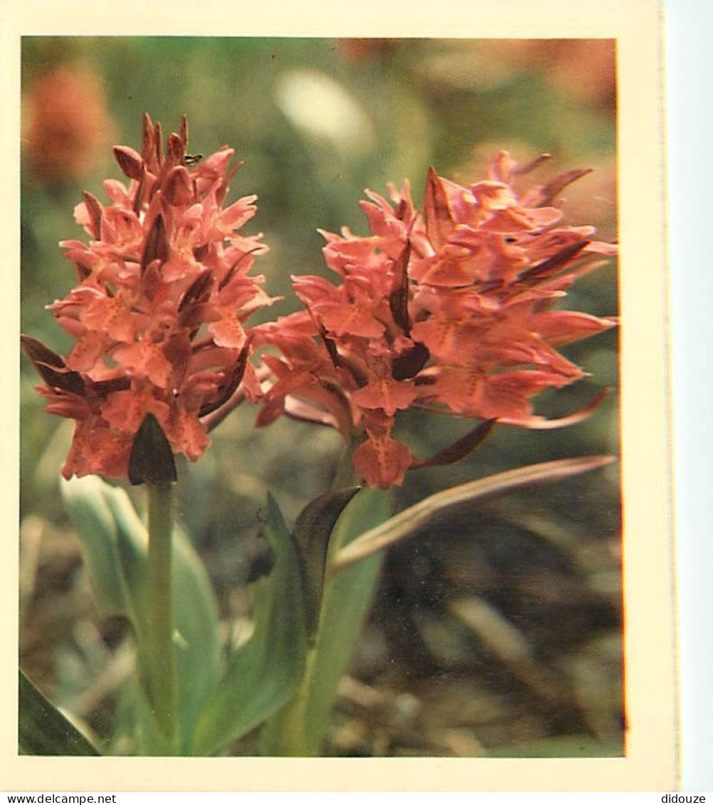 Fleurs - CPM - Voir Scans Recto-Verso - Bloemen