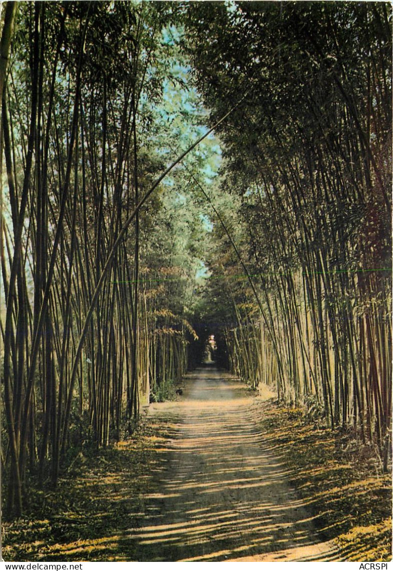 ANDUZE Les Cevennes Touristiques Bambous Geants 4(scan Recto-verso) MD2546 - Anduze