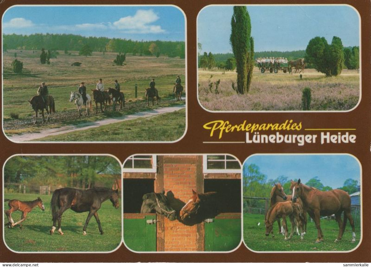 121521 - Lüneburger Heide - Pferdeparadies - Lüneburger Heide