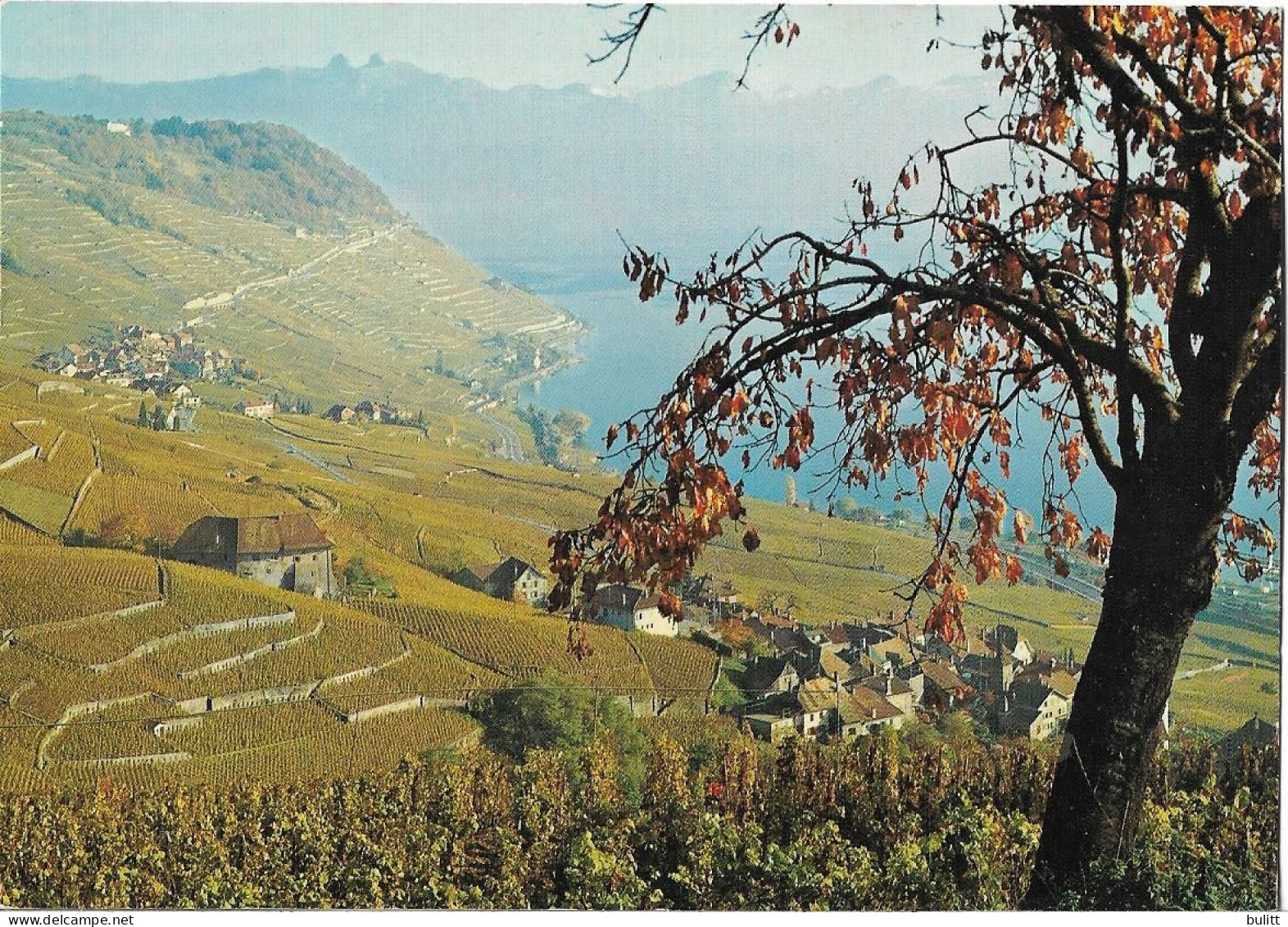 SUISSE - VIGNOBLES DE LAVAUX Entre Vevey Et Lausanne - Lausanne