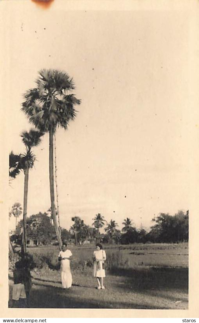 Côte D'Ivoire - Personnes Près De Palmiers Rôniers (Borassus) - Costa D'Avorio