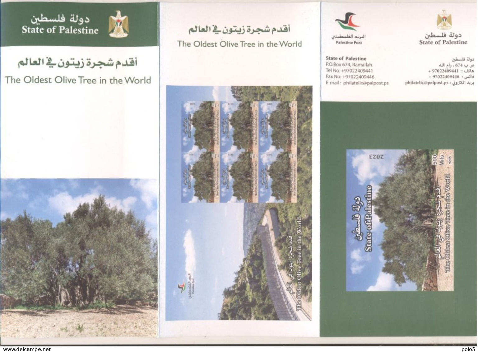 Palestine 2023- The Oldest Olive Tree Flyer & Postcard (English And Arabic) - Palestine