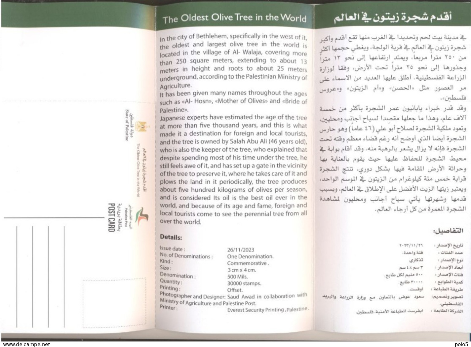 Palestine 2023- The Oldest Olive Tree Flyer & Postcard (English And Arabic) - Palestine