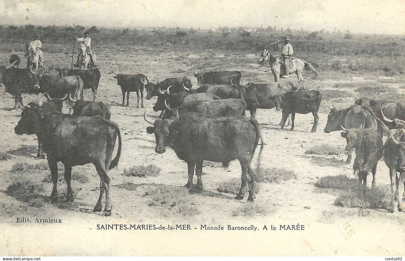 13 LES SAINTES MARIES DE LA MER TAUREAUX MANADE DE L'AMAREE  MARQUIS DE BARONCELLI GARDIANS PROVENCE CAMARGUE - Saintes Maries De La Mer