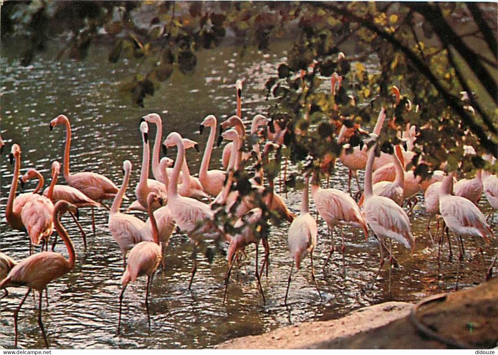 Animaux - Oiseaux - Flamants Roses - Les Mathes - Zoo De La Palmyre - CPM - Voir Scans Recto-Verso - Birds