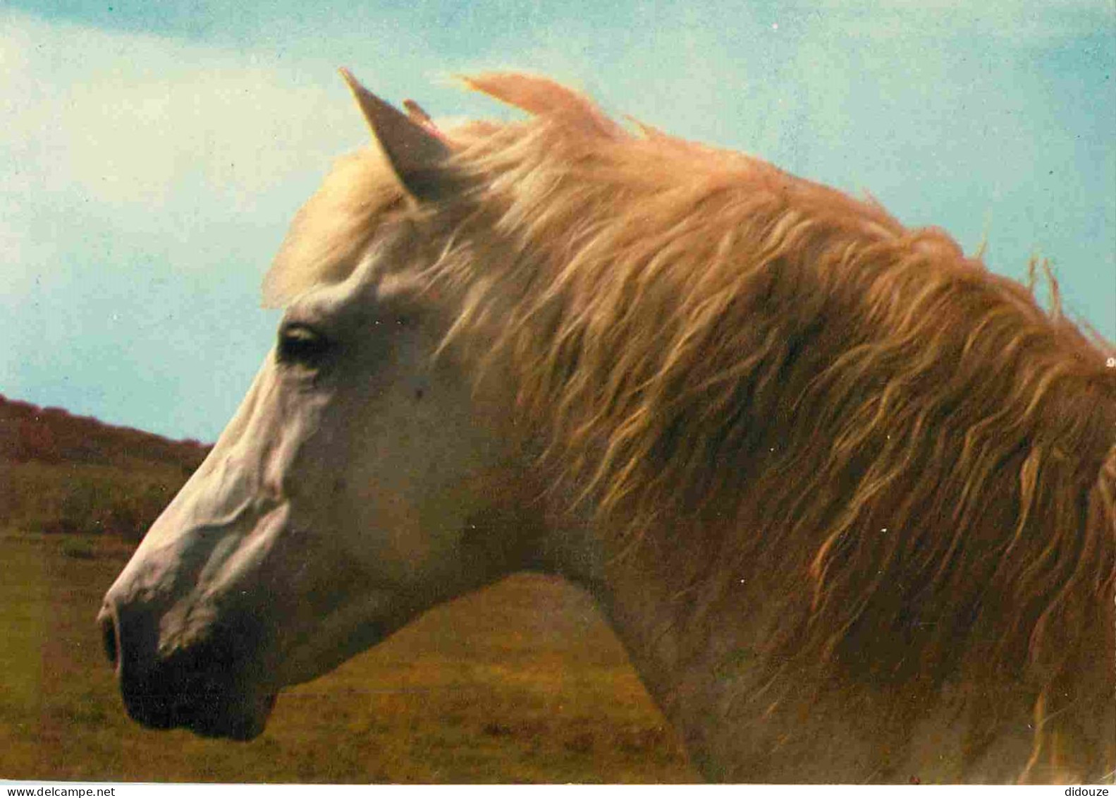 Animaux - Chevaux - Camargue - Cheval Sauvage - Camarguais - Horses - Pferde - CPM - Voir Scans Recto-Verso - Horses