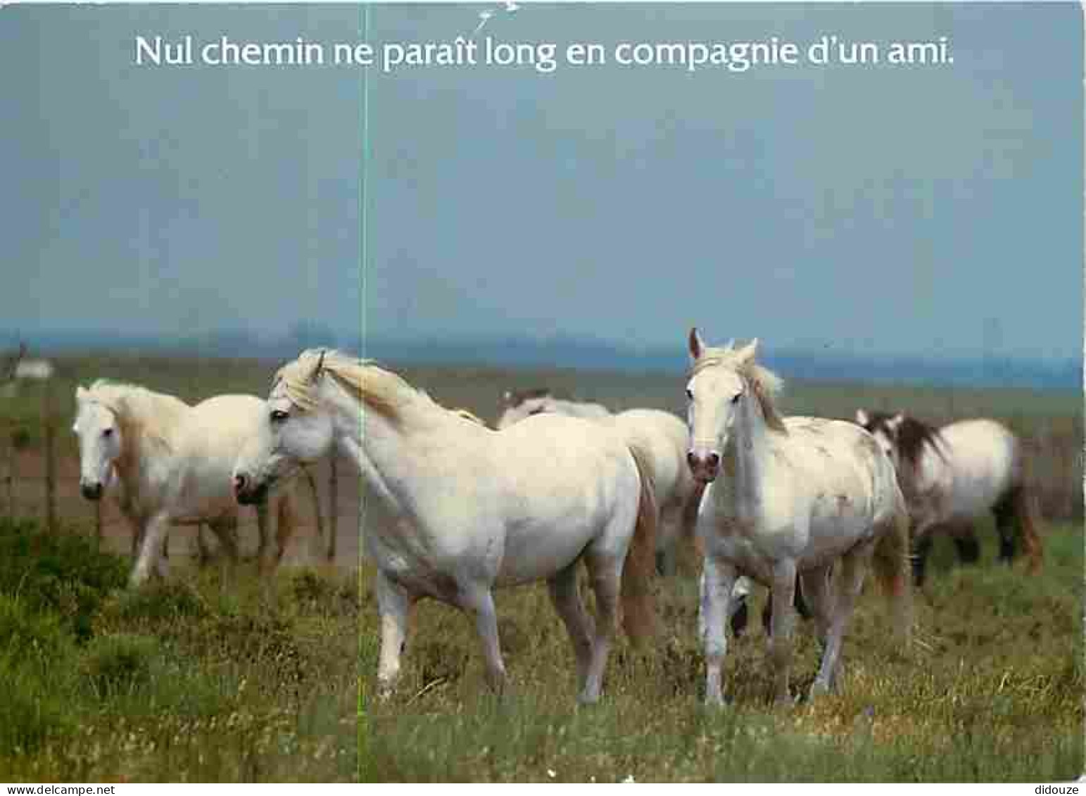 Animaux - Chevaux - CPM - Voir Scans Recto-Verso - Horses