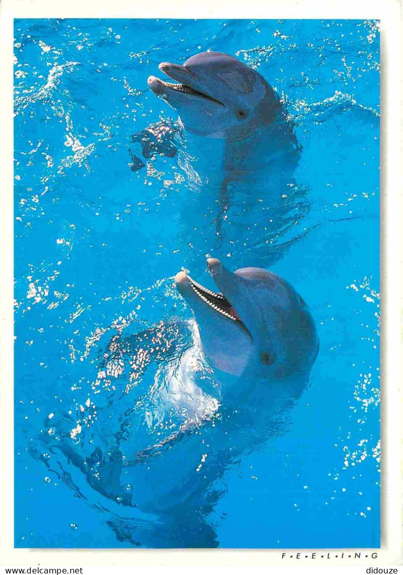 Animaux - Dauphin - Dolphin - CPM - Voir Scans Recto-Verso - Dauphins