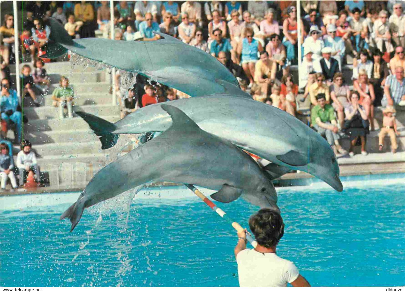 Animaux - Dauphin - Dolphin - Mallorca - Costa Blanca - Marineland - CPM - Voir Scans Recto-Verso - Dolphins
