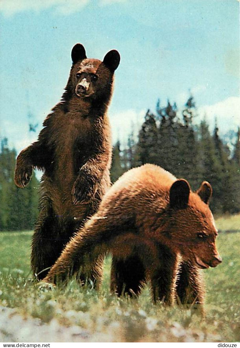 Animaux - Ours - CPM - Voir Scans Recto-Verso - Bears