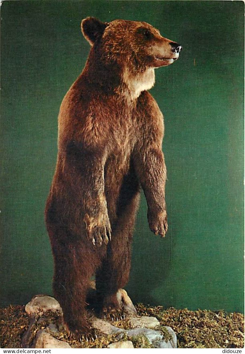 Animaux - Ours - Museo Civico Di Storia Naturale Milano - Orso Bruno - Bear - CPM - Voir Scans Recto-Verso - Bären