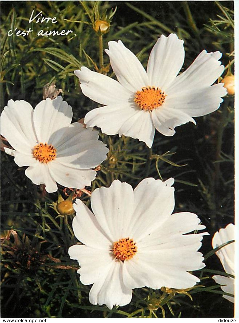 Fleurs - CPM - Voir Scans Recto-Verso - Flowers