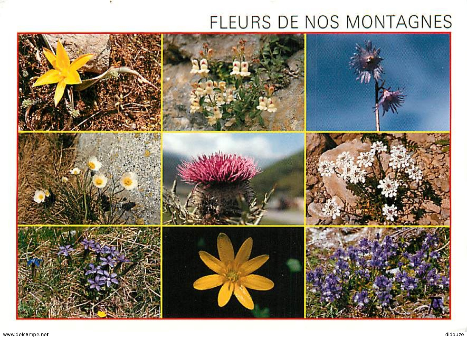 Fleurs - CPM - Voir Scans Recto-Verso - Bloemen