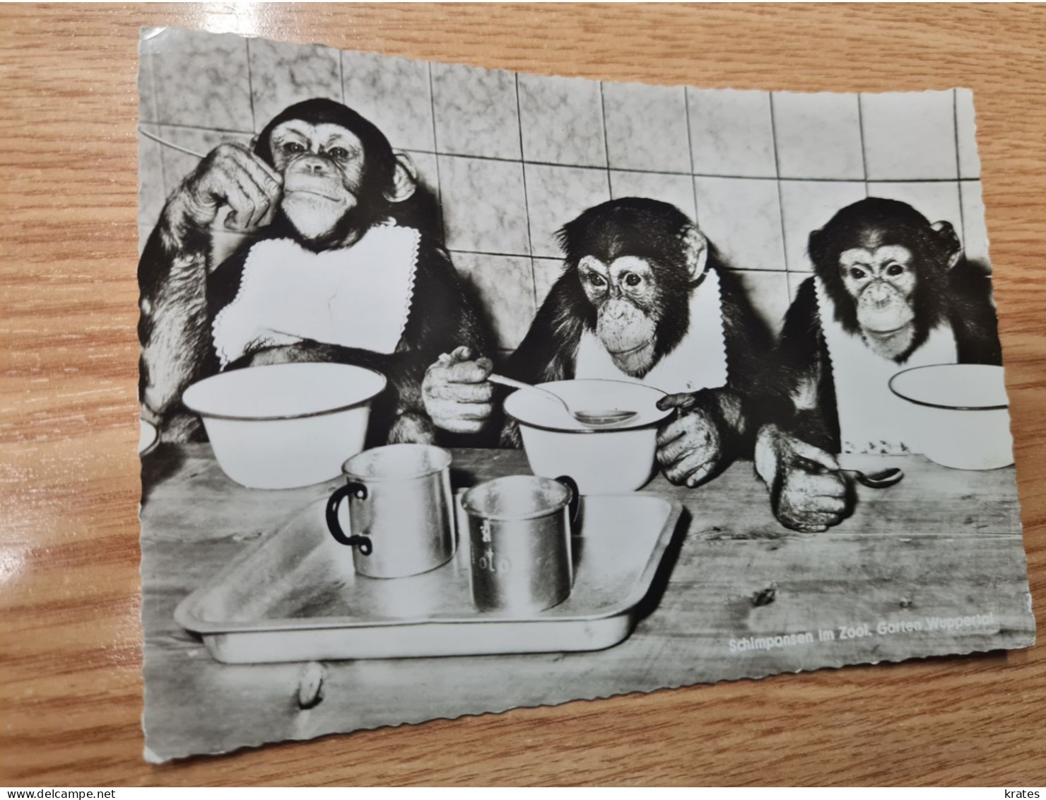 Postcard - Monkeys         (V 37892) - Affen