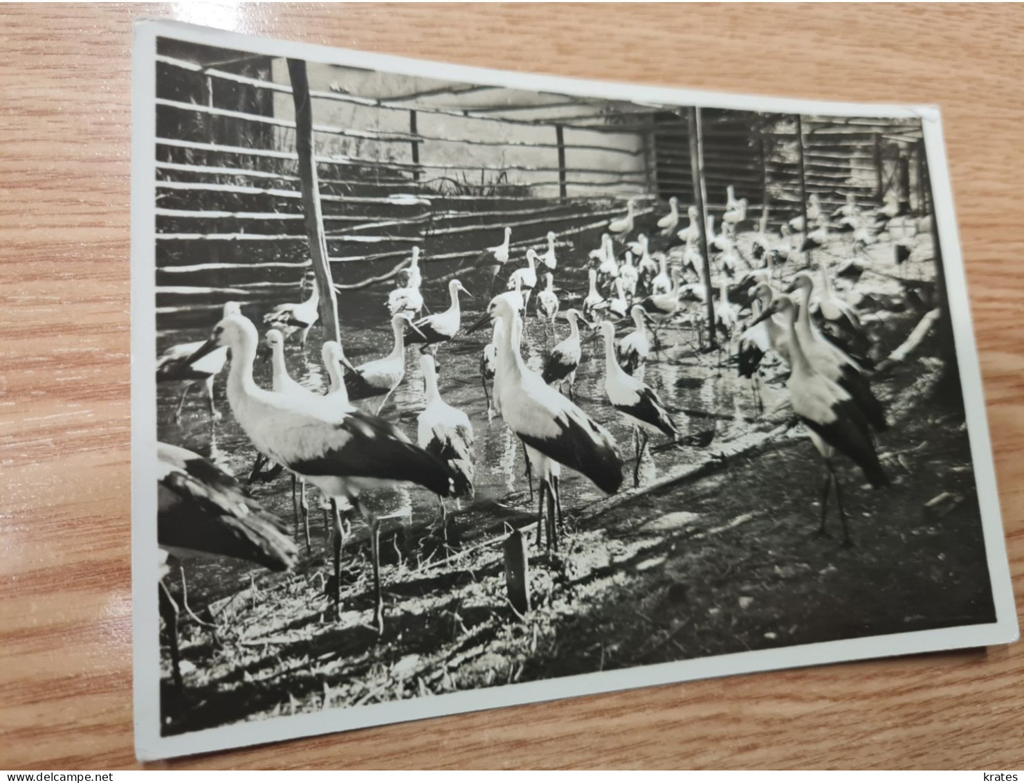 Postcard - Birds         (V 37893) - Oiseaux