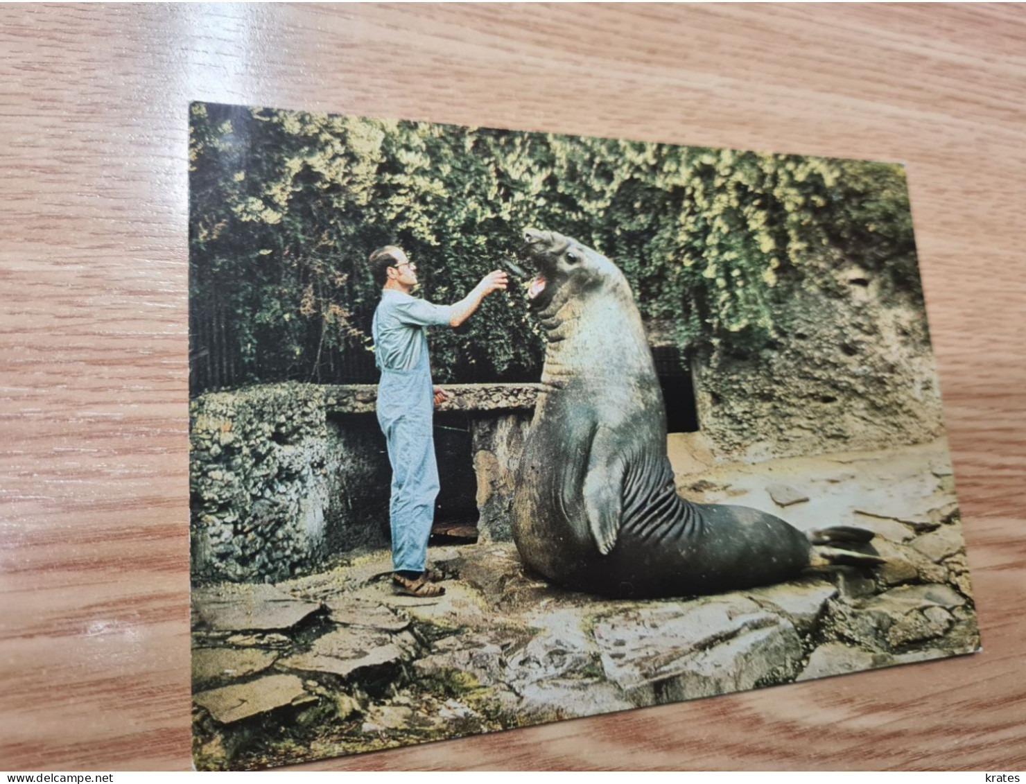 Postcard - See-Elefant         (V 37897) - Autres & Non Classés