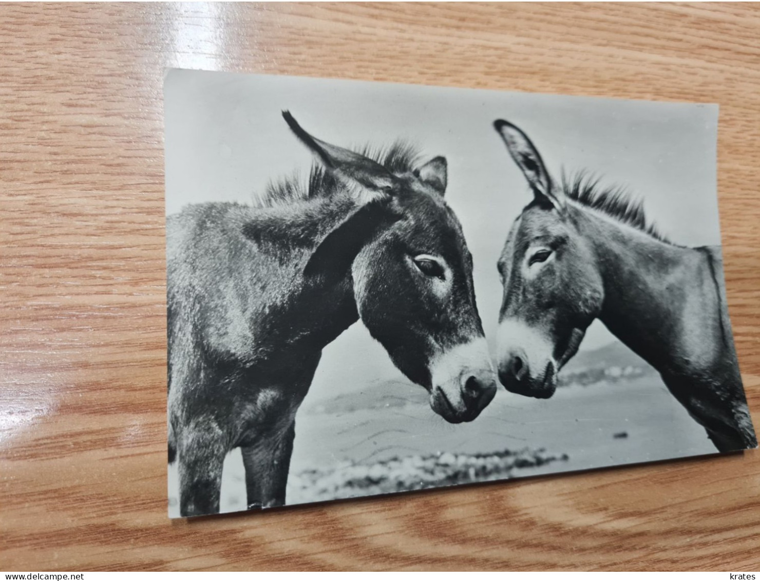 Postcard - Donkey         (V 37898) - Esel