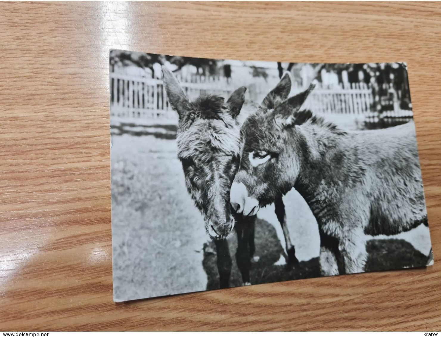 Postcard - Donkey         (V 37900) - Esel