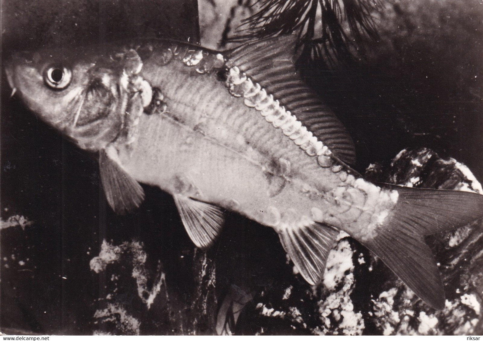 PUBLICITE(PROTEOSULFAN) POISSON(CARPE CUIR) - Fische Und Schaltiere