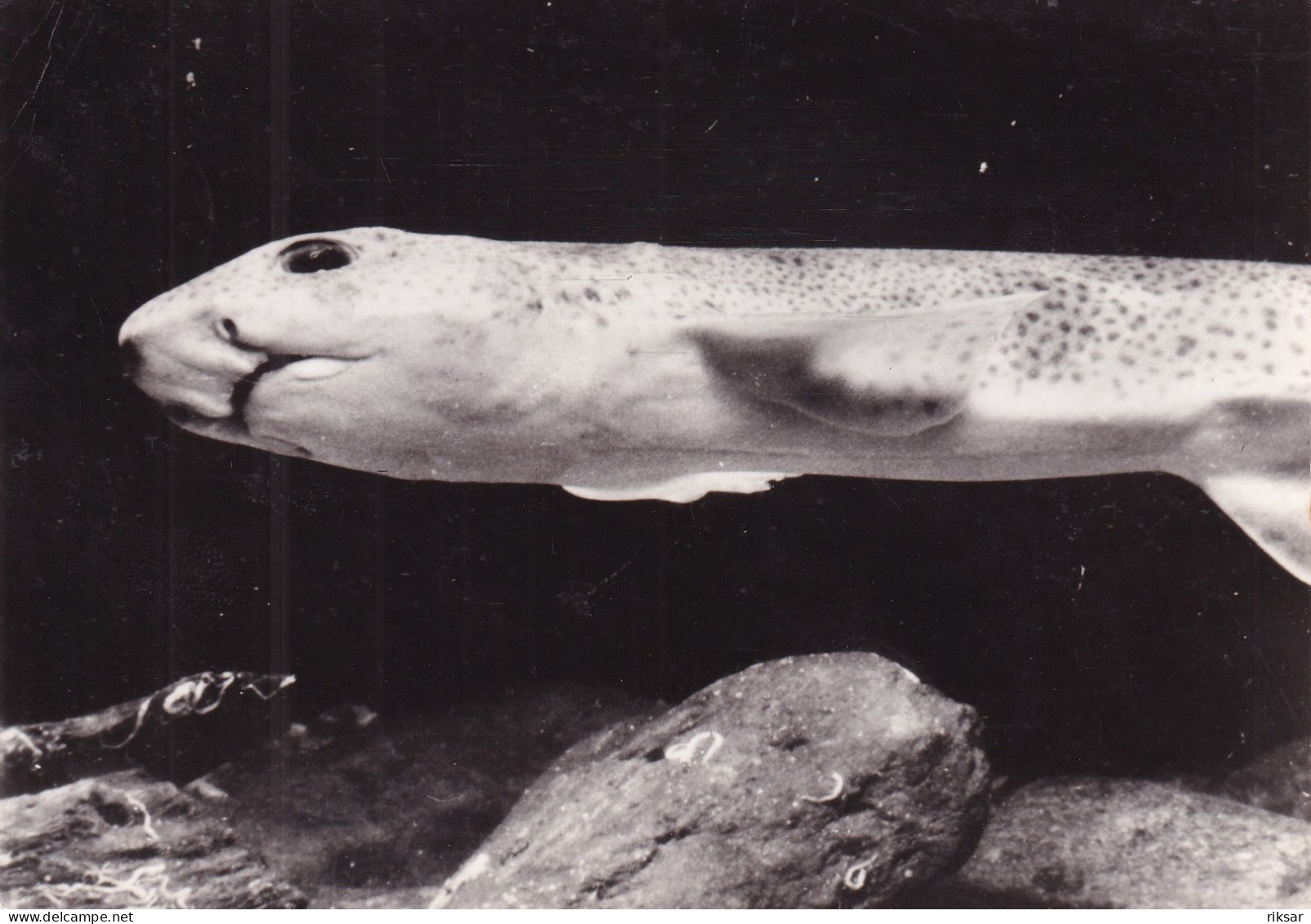 PUBLICITE(PROTEOSULFAN) POISSON(ROUSSETTE) - Fische Und Schaltiere