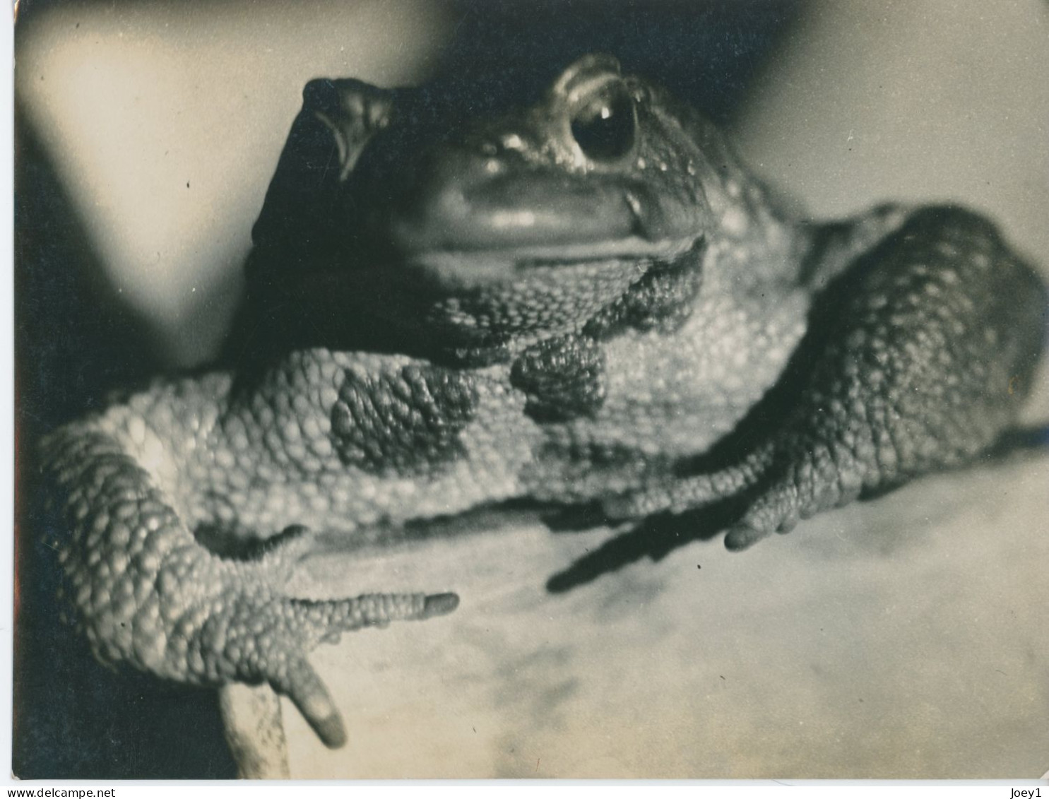 Photo D Un Crapaud De Jean Roubier Format 17/23 - Autres & Non Classés