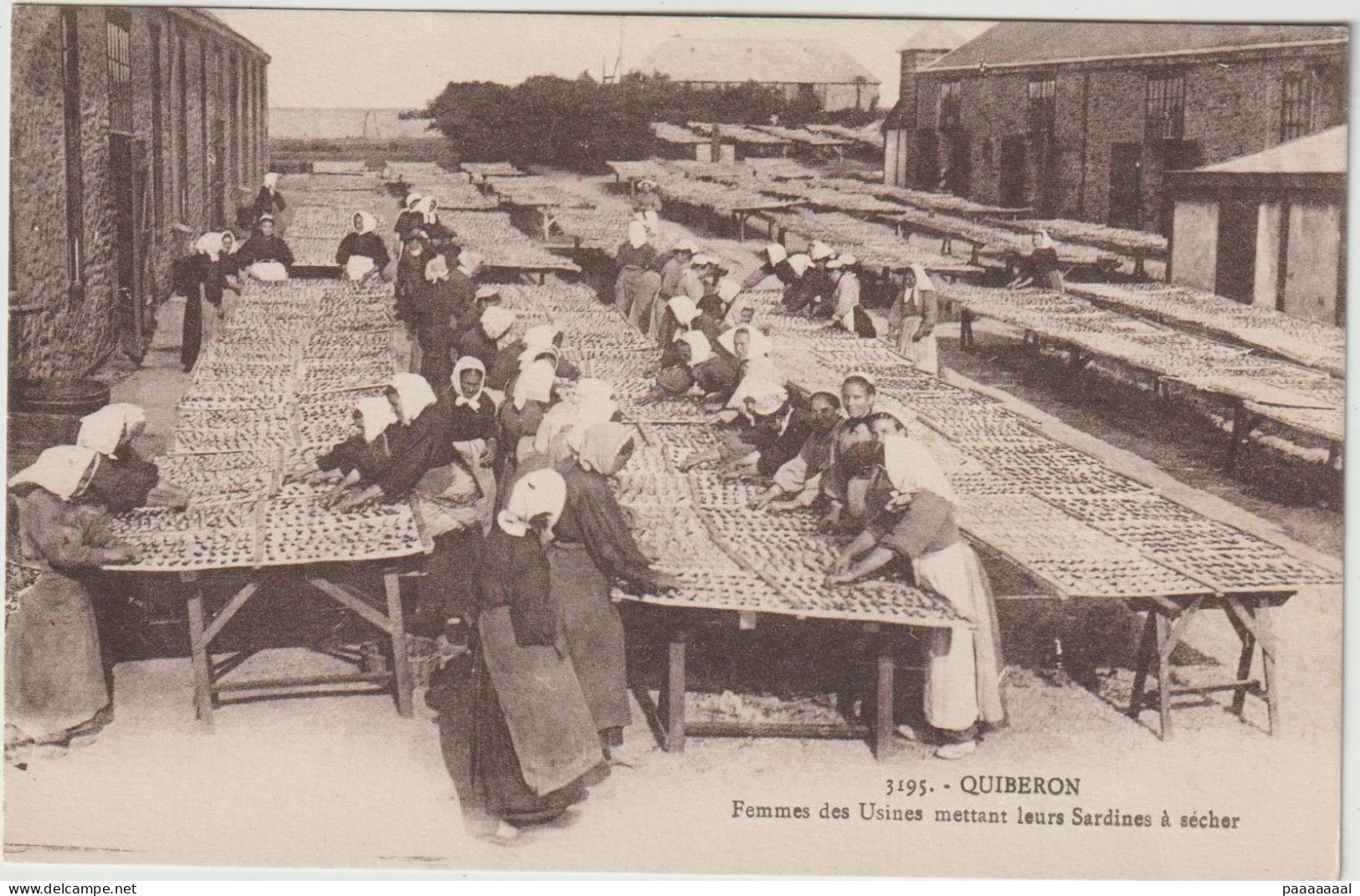 QUIBERON  FEMMES DES USINES METTANT LEURS SARDINES A SECHER - Quiberon