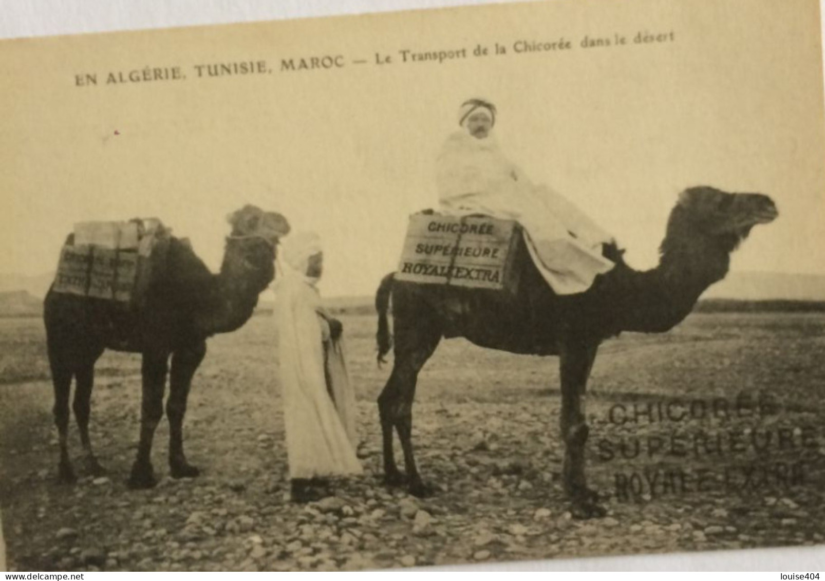 EE ALGERIE MAROC  TUNISIE TRANSPORT DE LA CHICOREE DANS LE DESERT - Profesiones