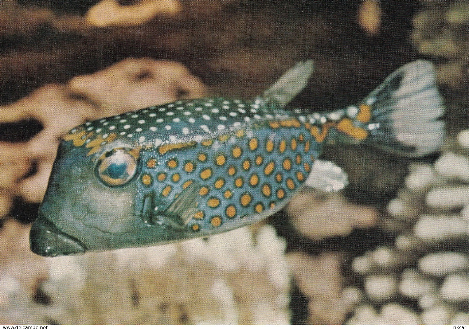 POISSON(OSTRACION CUBICUS) - Vissen & Schaaldieren