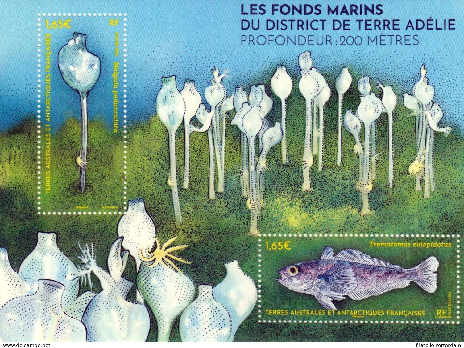 TAAF - Postfris / MNH - Sheet Marine Life 2024 - Neufs