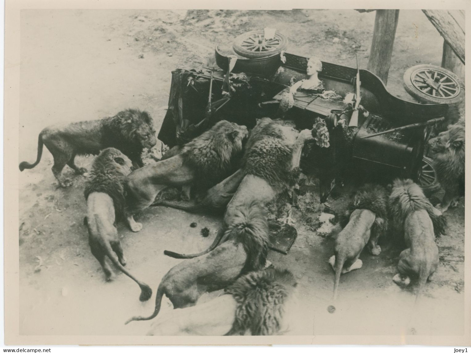 Photo Lions En 1934 Qui Dévorent Des Mannequins Déguisés En Chasseur Dans Une Voiture - Other & Unclassified