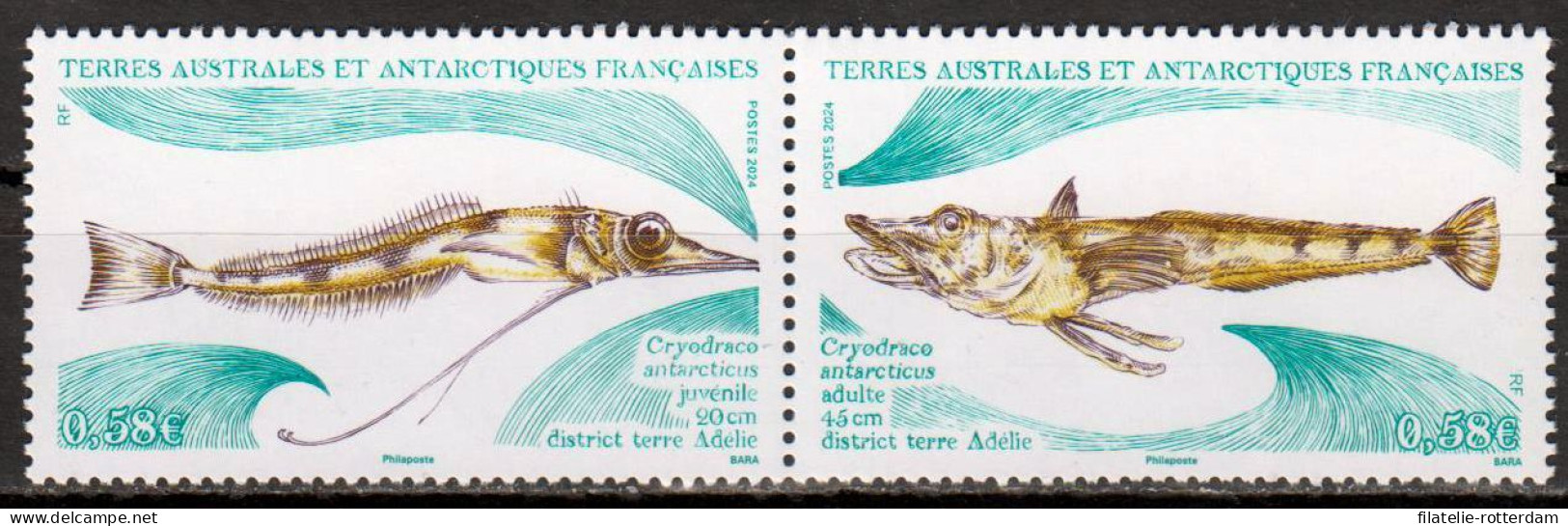 TAAF - Postfris / MNH - Complete Set Fish 2024 - Unused Stamps