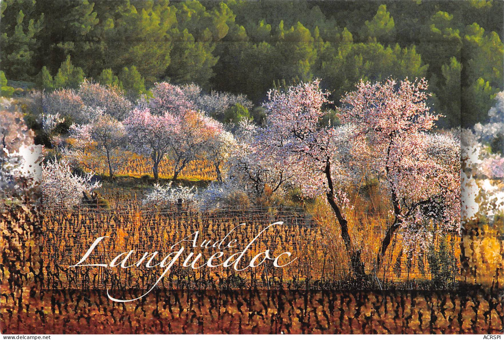 11 AUDE Languedoc Lumiere Du Sud  27 (scan Recto Verso)PFRCR00081P - Narbonne