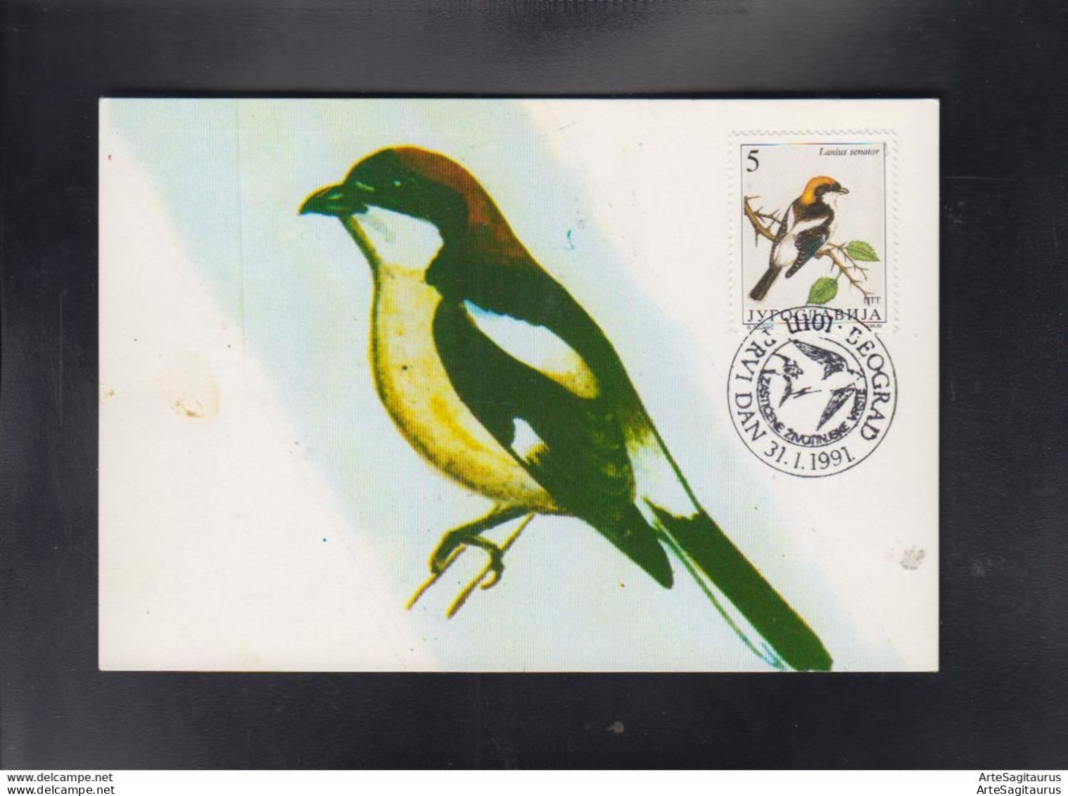 YUGOSLAVIA, CARTE MAXIMUM - BIRDS-Lanius Senator # - Pájaros Cantores (Passeri)