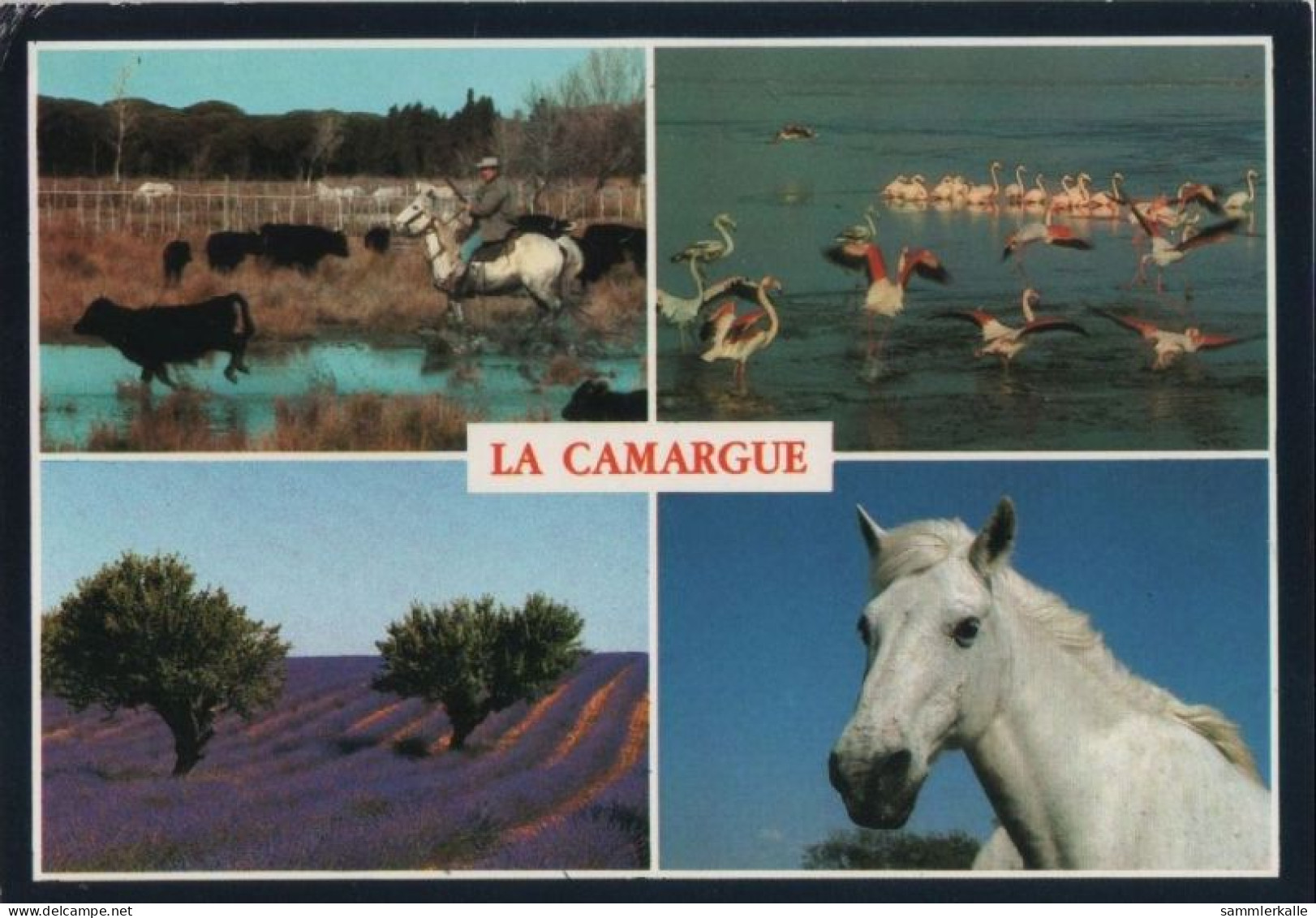 76040 - Frankreich - Camargue - Mit 4 Bildern - 1993 - Otros