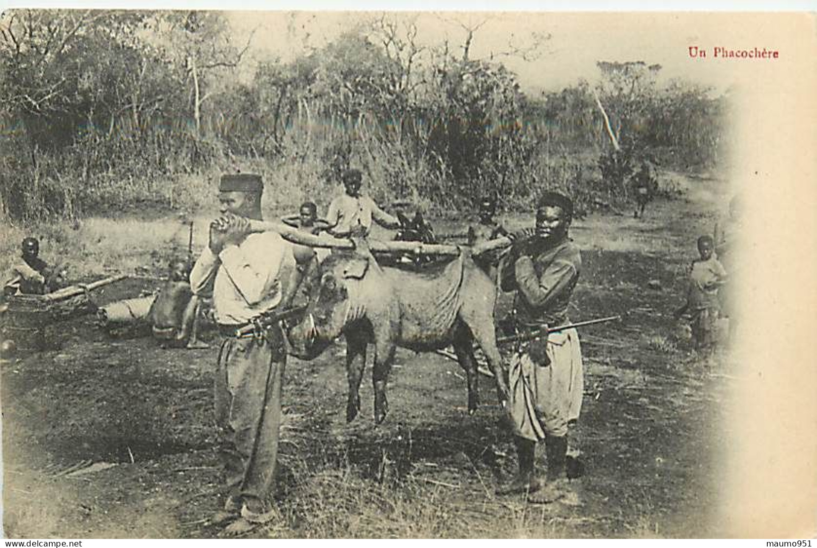 AFRIQUE CONGO FRANCAIS - Un Phacochère - Congo Francés