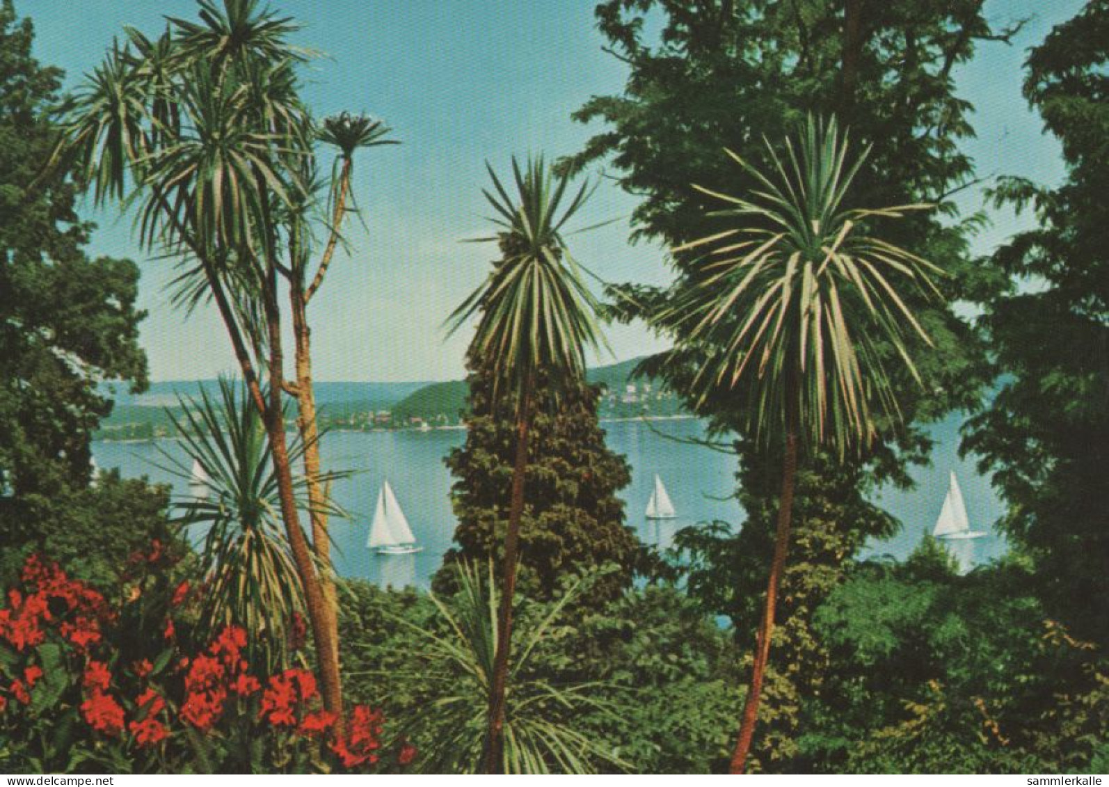 28839 - Mainau (Insel) - Dracaenengruppe - Ca. 1980 - Konstanz