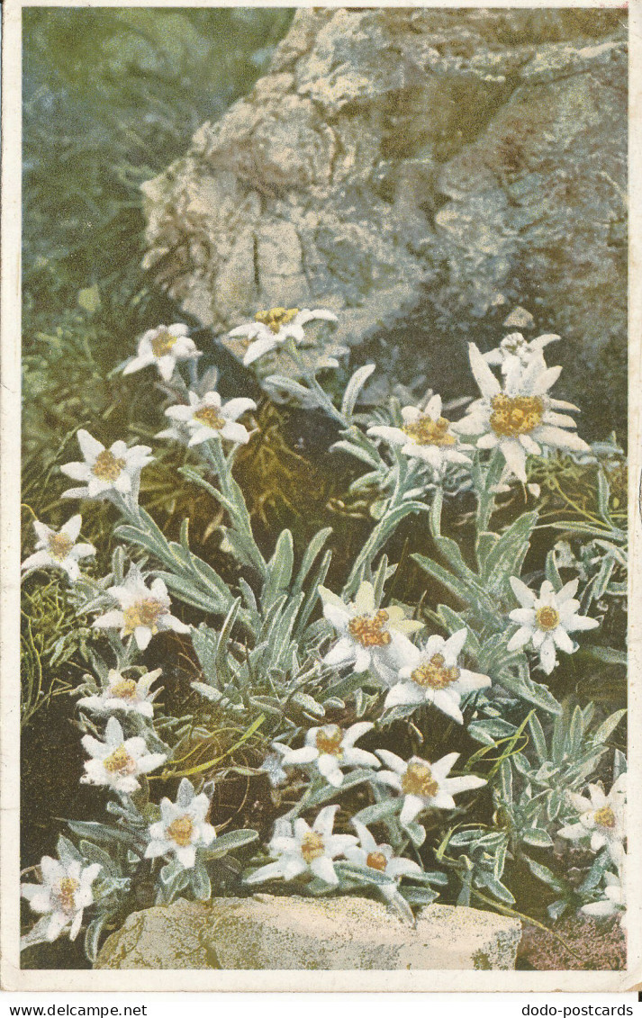 PC38852 Leontopodium Alpinum. Photochromie. Serie 548. No 1220. 1929. B. Hopkins - Welt