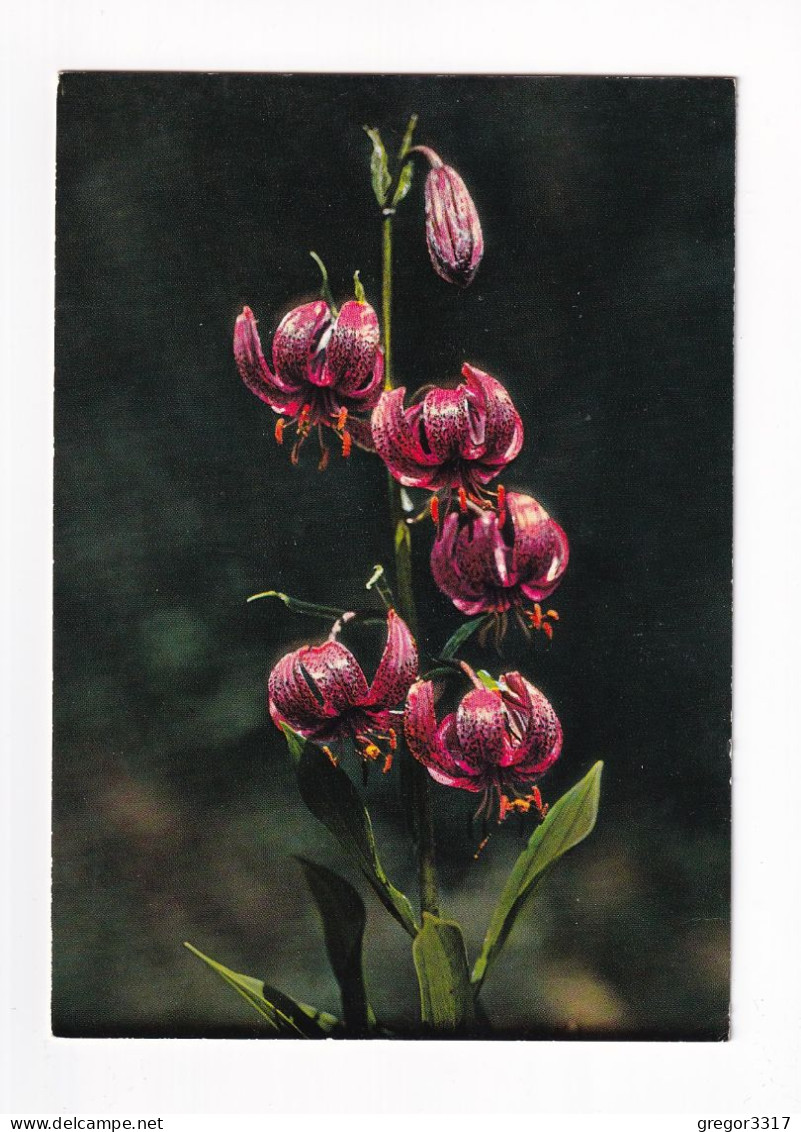 E6249) TÜRKENBUND - Lilium Martagon L. - Lis Martagon - Schöne Blume Gel. GRAFENSTEIN / Kärnten 1975 - Bloemen