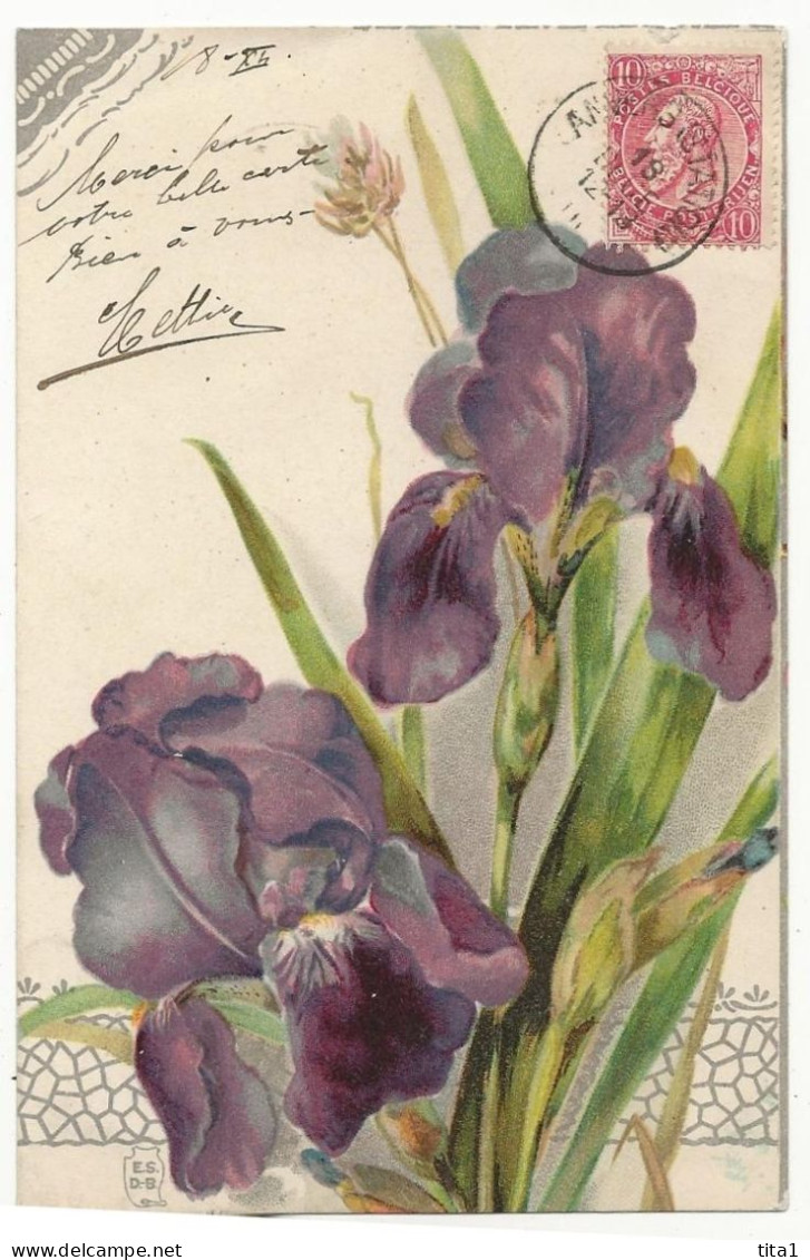 448 - Iris - Bloemen