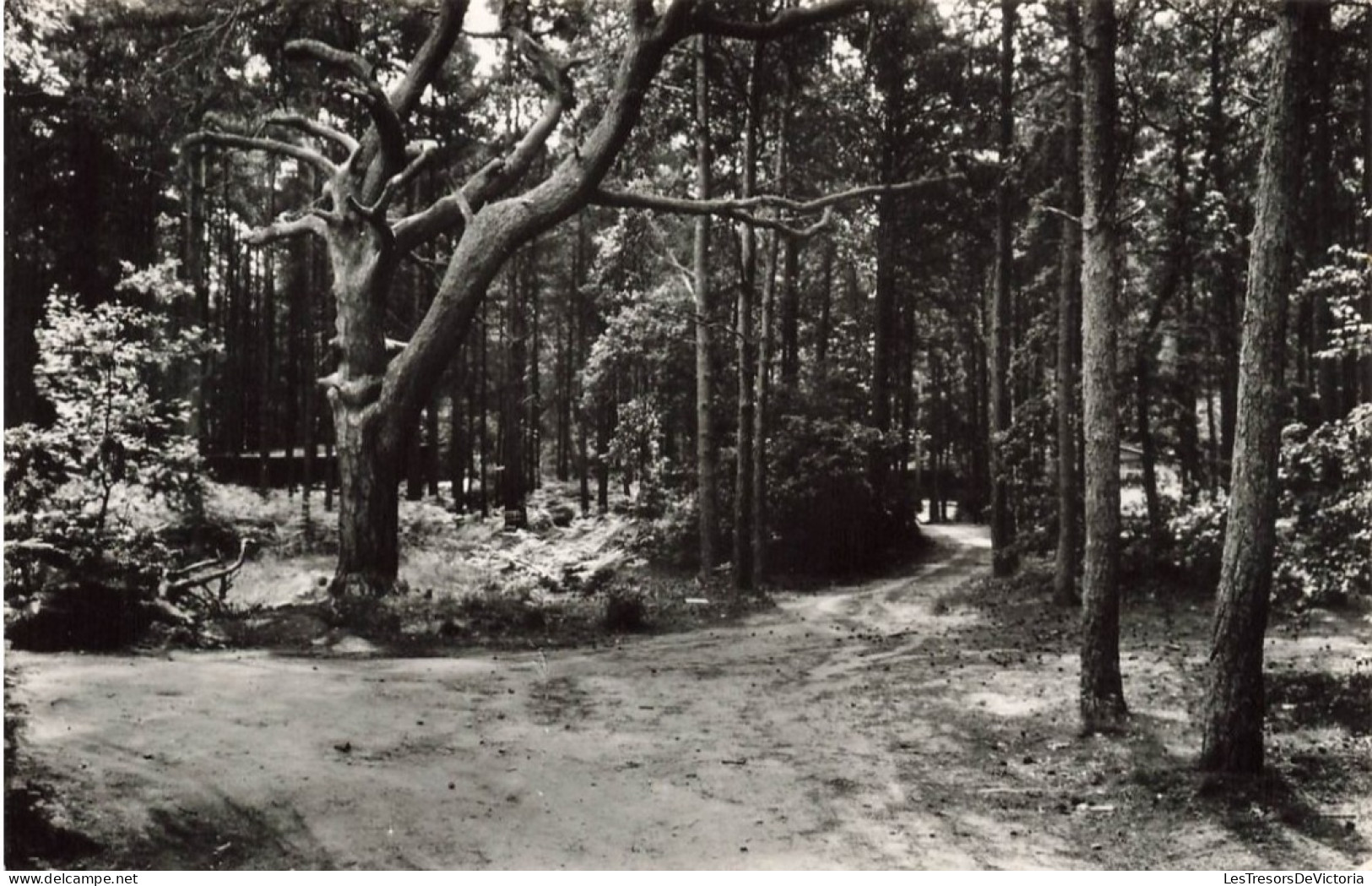 PAYS-BAS - Vakantiedorp - De Jutberg - Laag Soeren - Vue Sur Une Route Dans La Forêt -  Carte Postale Ancienne - Rheden