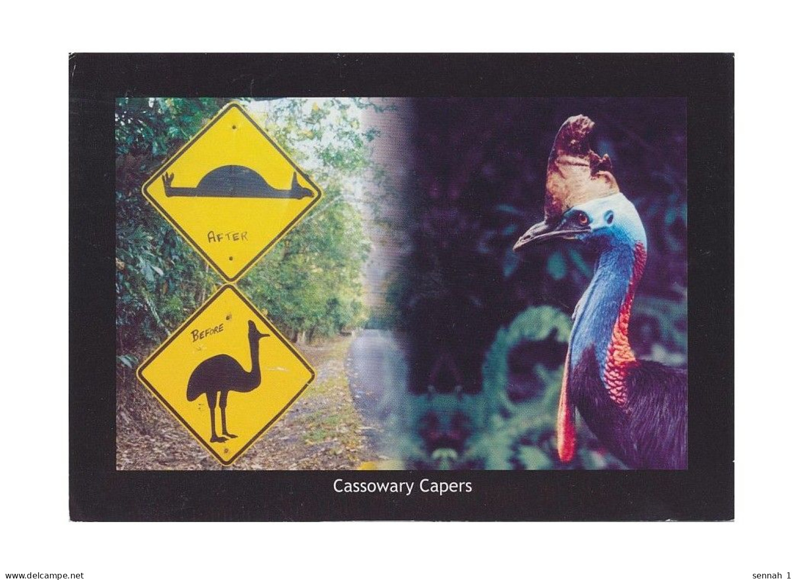 Australien / Australia: Ansichtskarte [AK] 'Vögel – Kasuare, Casuarius' / Postcard 'Birds – Cassowary', Gebraucht / Used - Birds