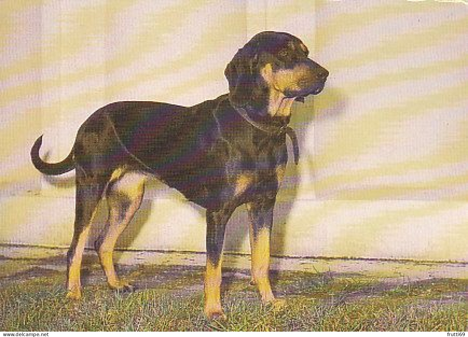 AK 210661 DOG / HUND - Polnische Bracke - Chiens