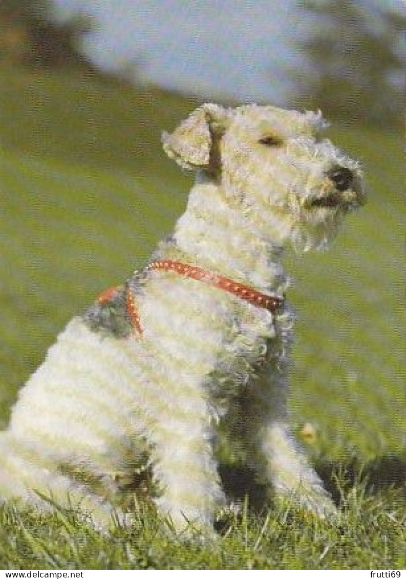 AK 210676 DOG / HUND - Foxterrier - Perros