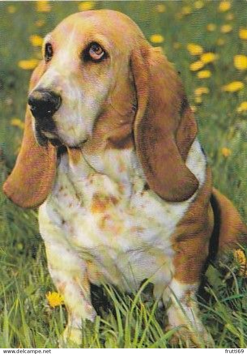 AK 210687 DOG / HUND - Basset - Chiens