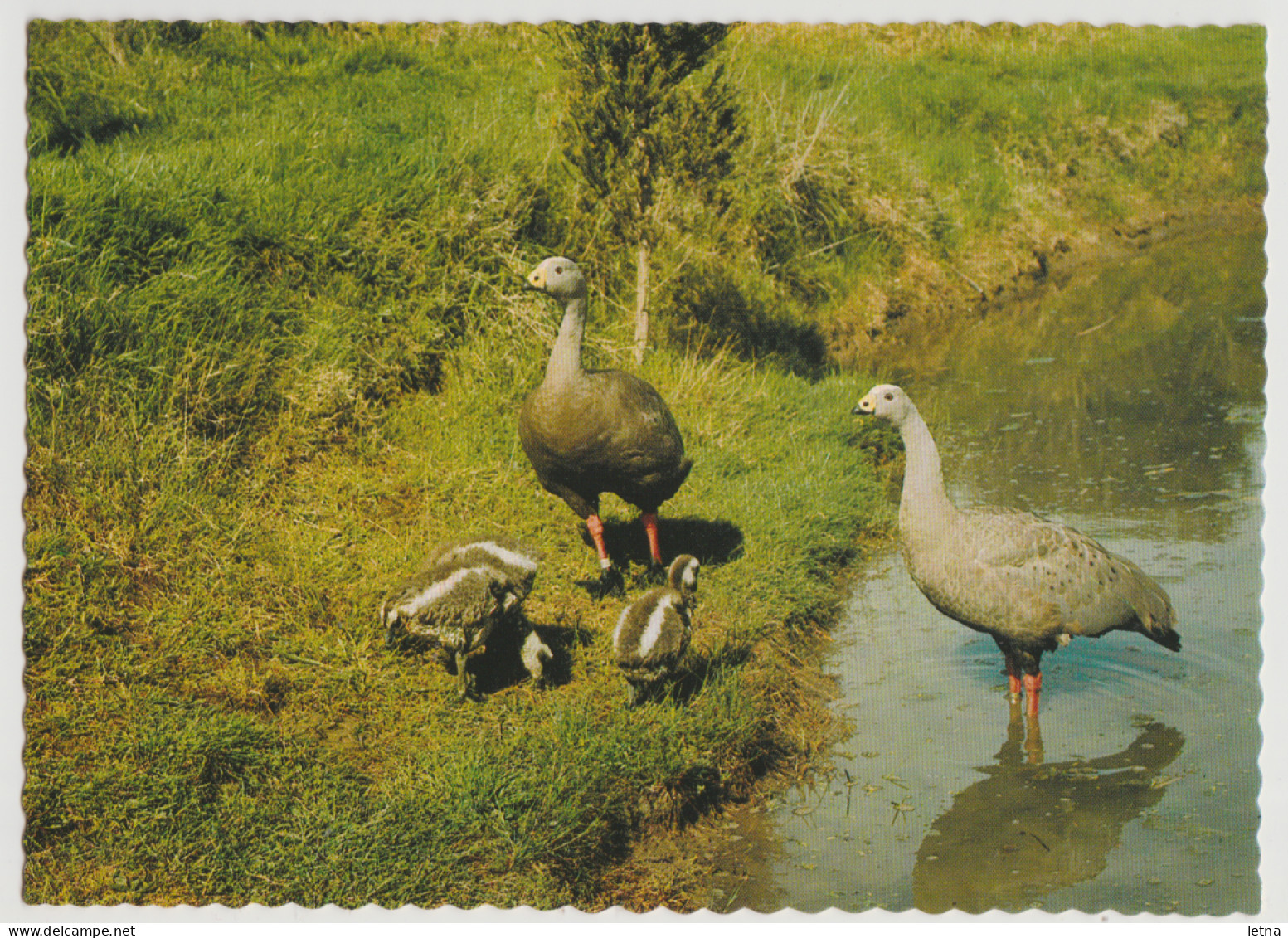 Australia TASMANIA TAS Cape Barren Geese Chicks FLINDERS ISLAND Nucolorvue FL27 Postcard C1970s - Otros & Sin Clasificación