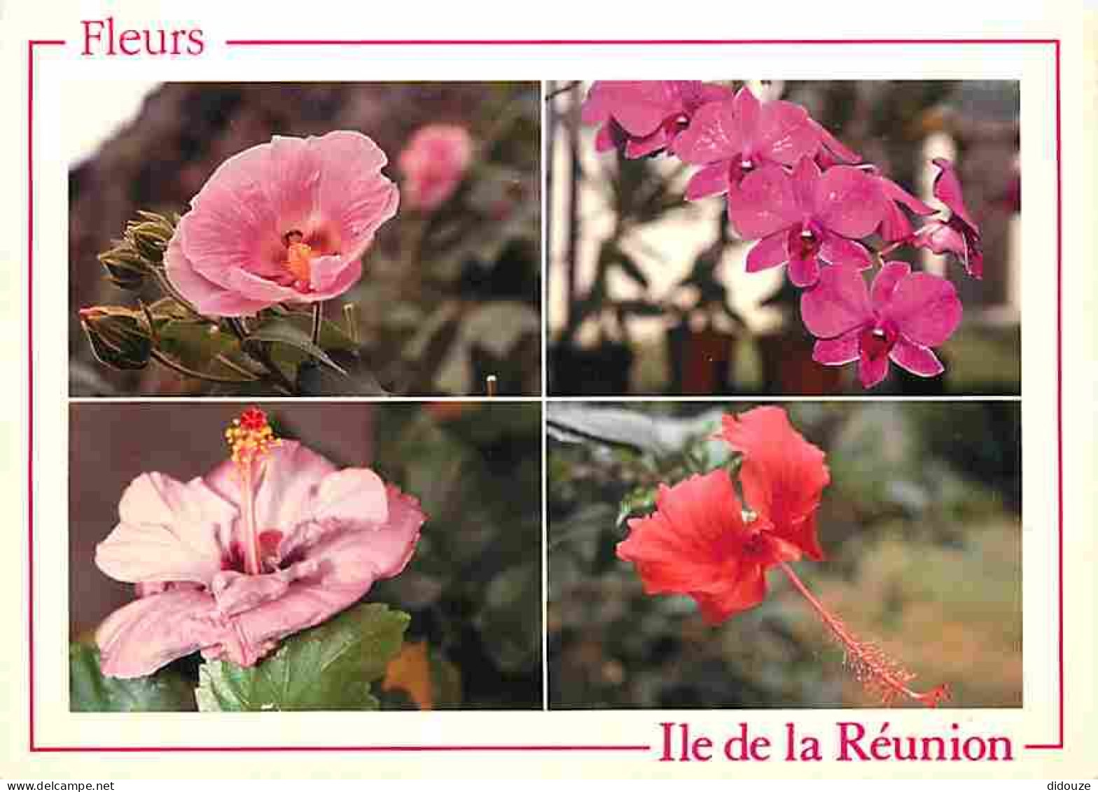 La Réunion - Fleurs - Multivues - CPM - Voir Scans Recto-Verso - Other & Unclassified