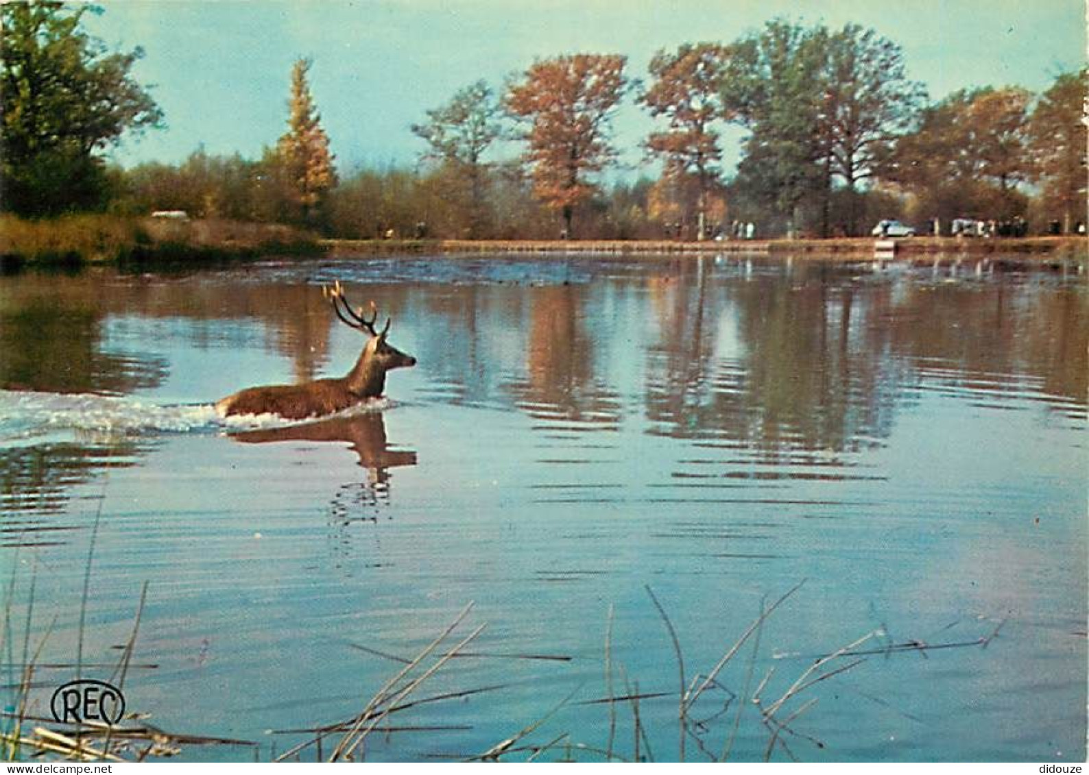 36 - Indre - La Brenne - Pays Des Mille Etangs - Chasse à Courre En Brenne - Cerf - CPM - Voir Scans Recto-Verso - Autres & Non Classés